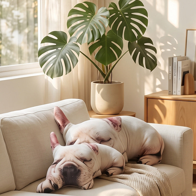 French bulldog-80cm