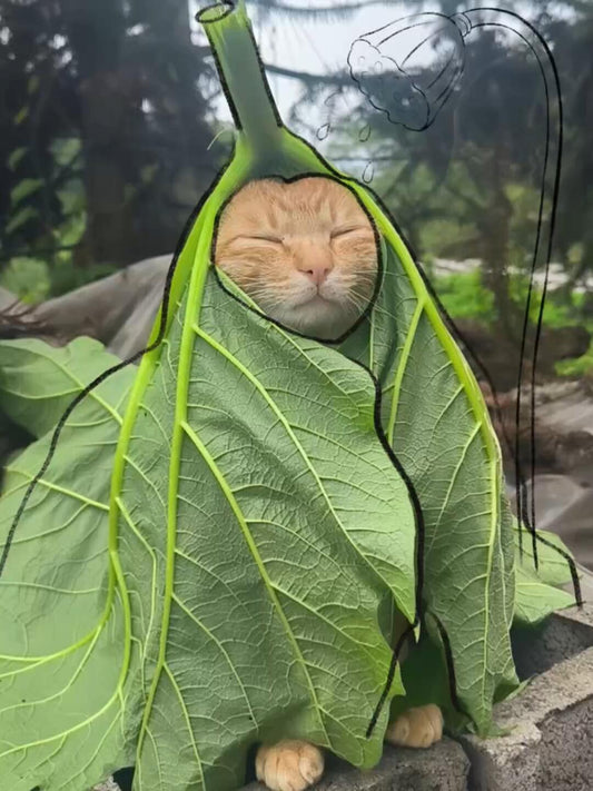 Cats playing in the water under lotus leaves