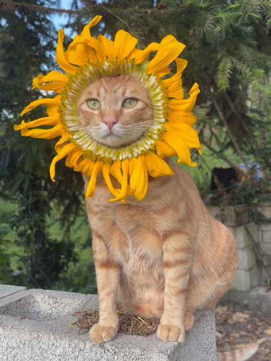 An orange little sun facing the sun