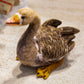 swan-33cm