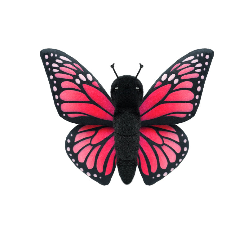 insect