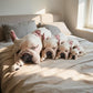 French bulldog-80cm