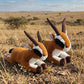 antelope-Sitting-30cm/Prone-40cm