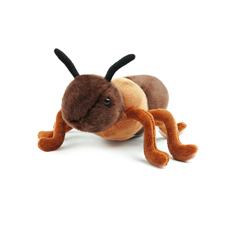 insect