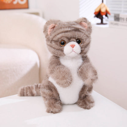 cat-25cm