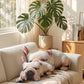 French bulldog-80cm