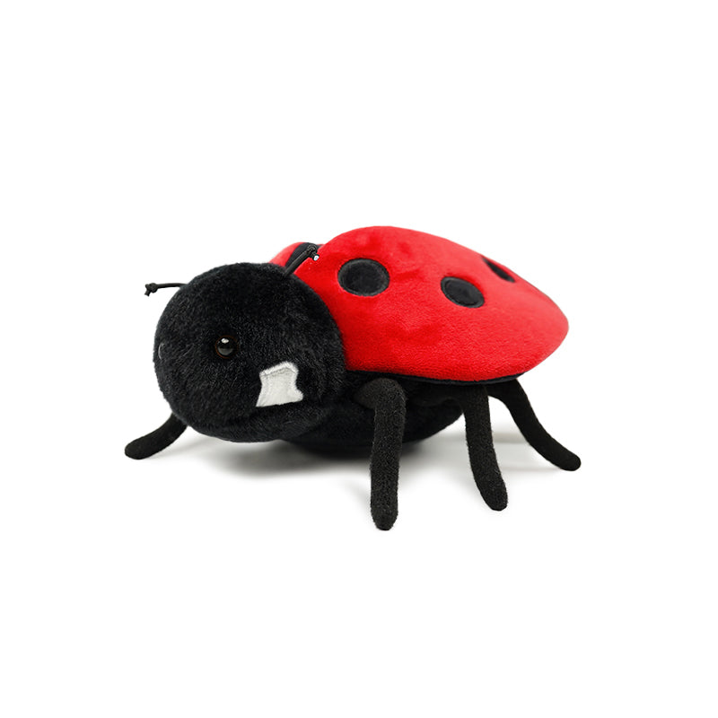 insect