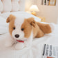 dog-40cm