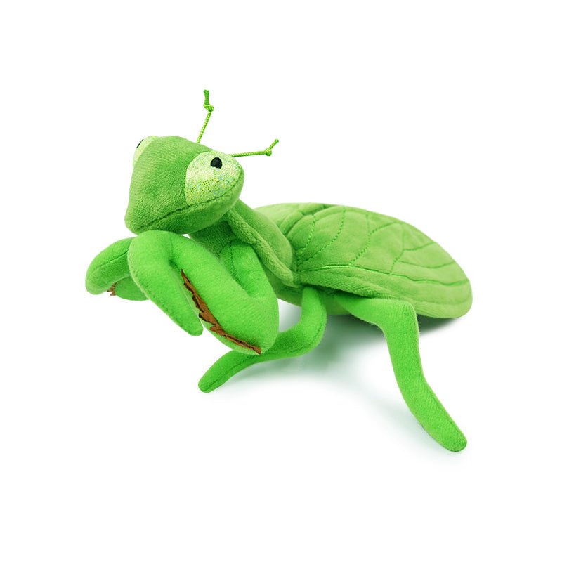insect