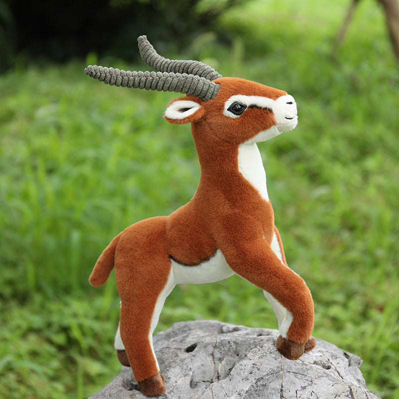 Tibetan antelope