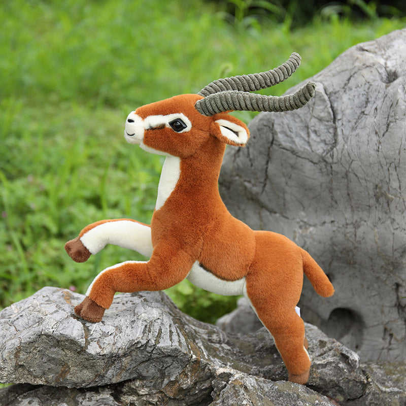 Tibetan antelope