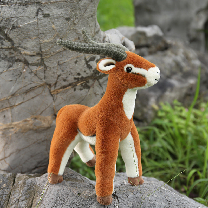 Tibetan antelope