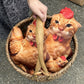 chicken-45cm