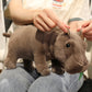 hippo-30cm