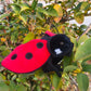 insect